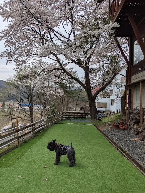 Hotel ワンコと泊まるジャスミンクリーク Toyooka  Esterno foto